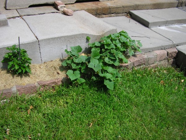 cantaloupe