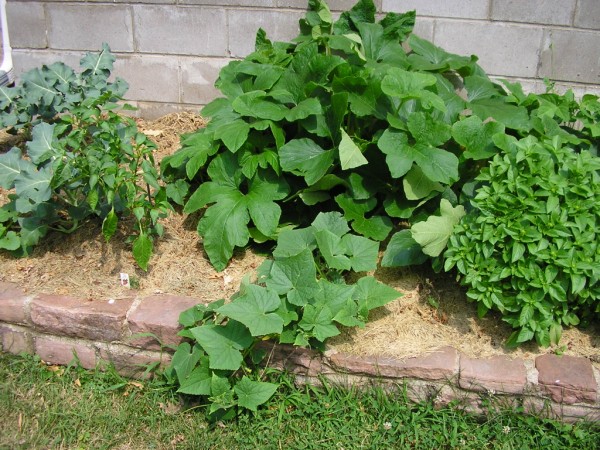 cucumber and squash