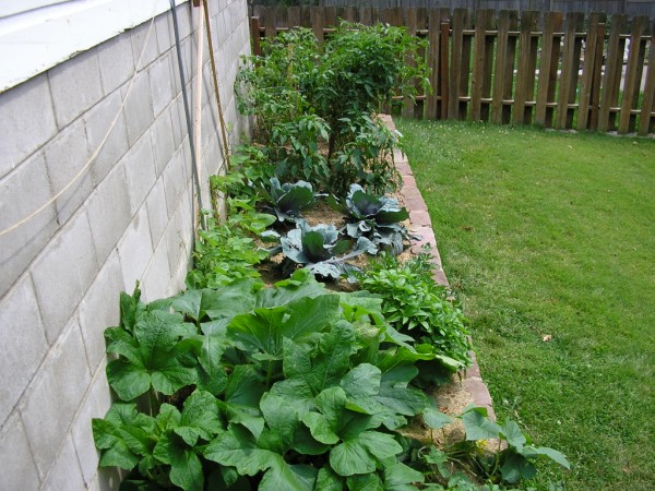 garden long shot