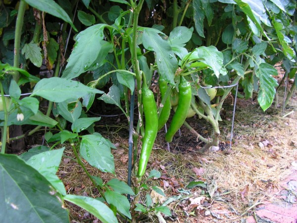 serrano