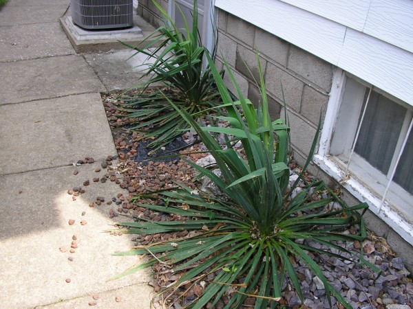 yucca