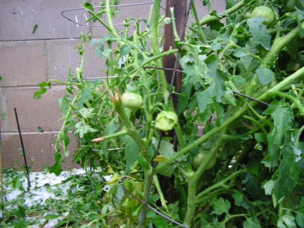 hail tomato